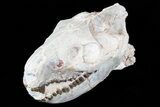 Oreodont (Merycoidodon) Skull - South Dakota #77810-1
